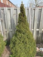 Conifeer, Volle zon, Vaste plant, Bloeit niet, Ophalen