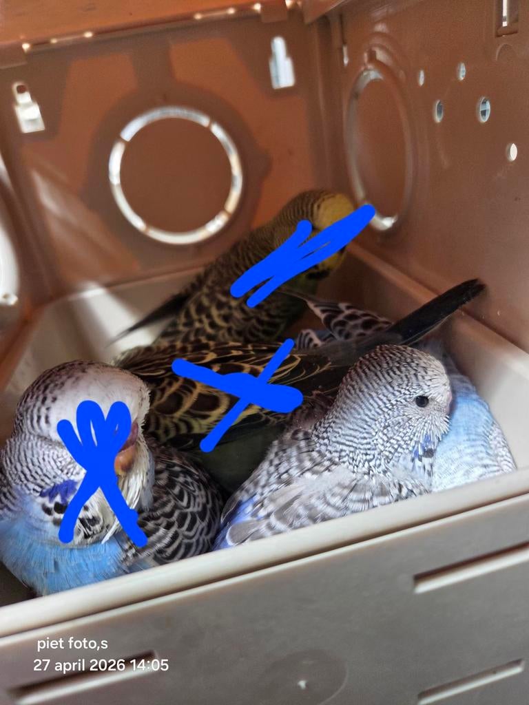 5 jonge engelse parkieten 2026, Meerdere dieren, Parkiet, Geringd
