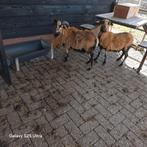 Ram, Dieren en Toebehoren, Schapen, Geiten en Varkens, Mannelijk, Schaap