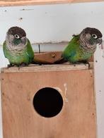 Pyrrhura parkieten groenwang, Dieren en Toebehoren, Meerdere dieren, Parkiet