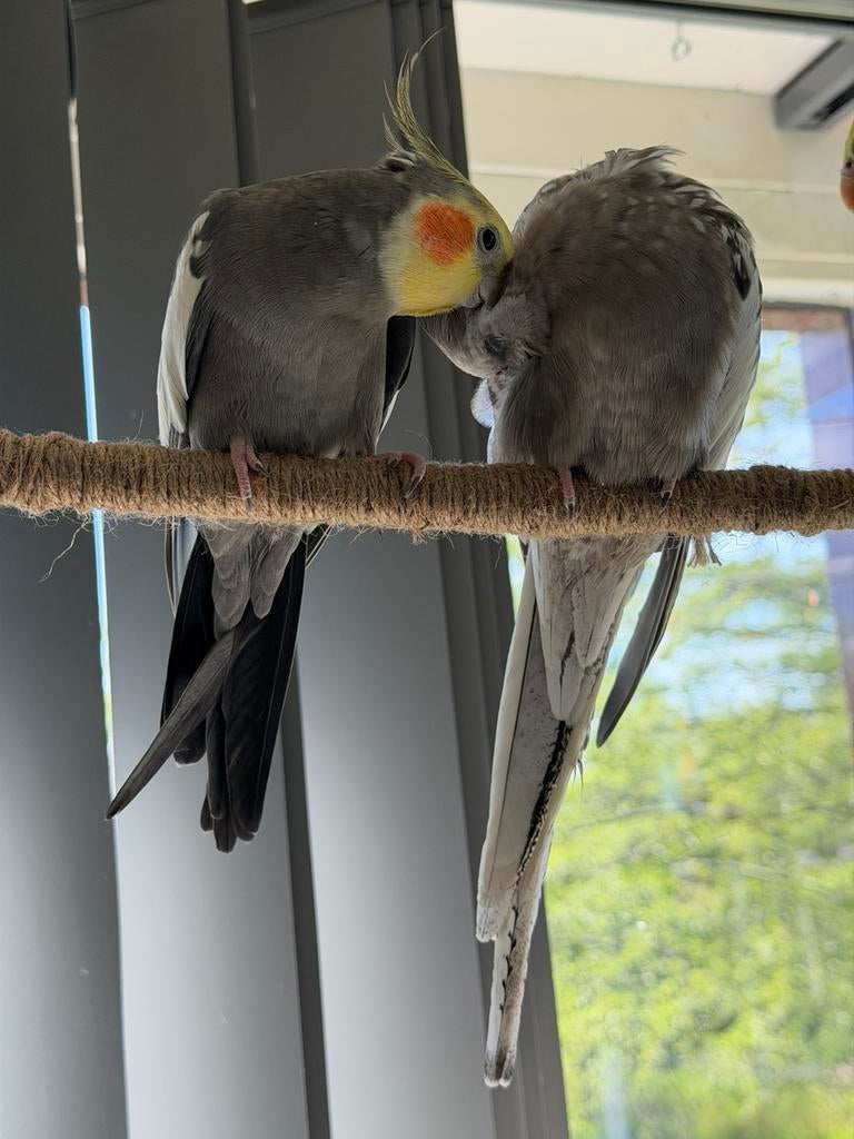 Twee tamme valkparkieten ( koppel ), Dieren en Toebehoren, Vogels | Parkieten en Papegaaien, Meerdere dieren, Parkiet, Pratend