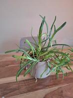 Prachtige Vetplant in Pot - Makkelijk te Verzorgen, Ophalen