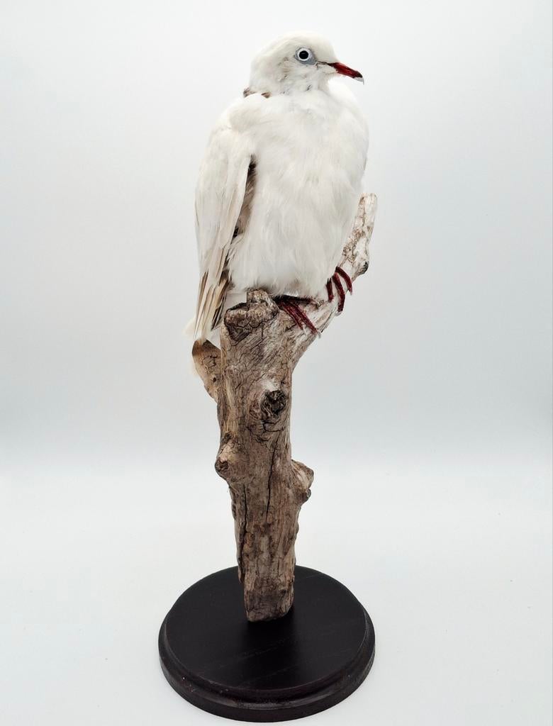 Witte duif taxidermie, Ophalen of Verzenden, Nieuw, Vogel, Opgezet dier