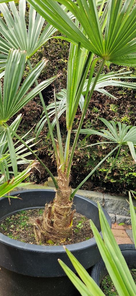 SUPER Goedkope PALMPLANTEN trachycarpus fortunei vanaf 7,50, Volle zon, Vaste plant, Zomer, Ophalen