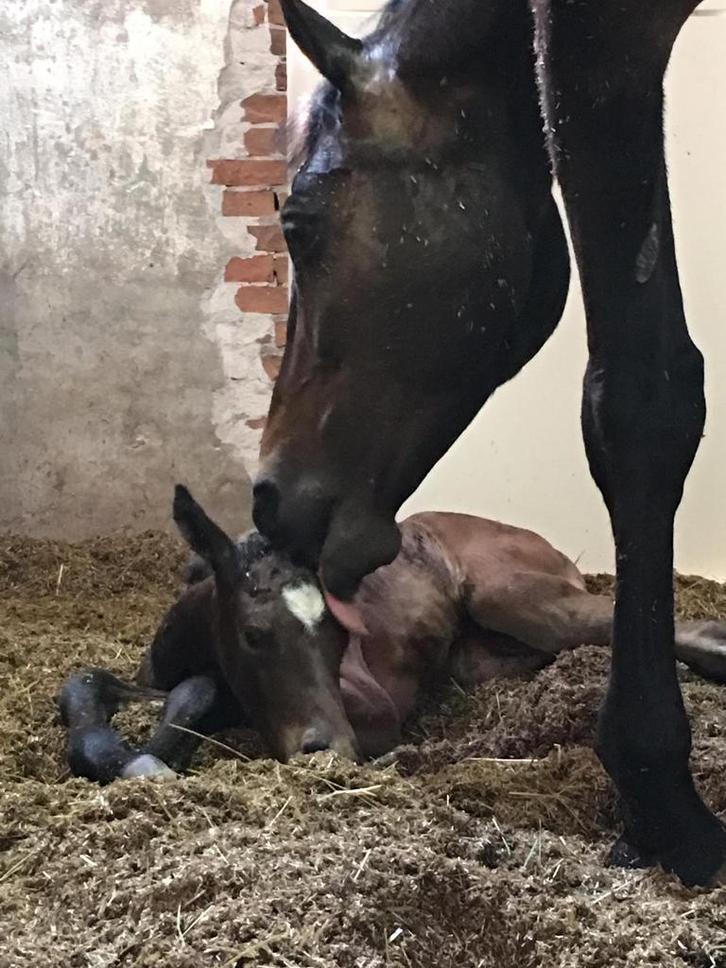 TE HUUR, Birth alarm Mobiel, geboortemelder, Dieren en Toebehoren, Paarden en Pony's | Overige Paardenspullen, Nieuw, Overige soorten
