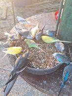 GEZOCHT: Diamantduifjes / Zebravinkjes / Grasparkieten, Meerdere dieren, Tropenvogel