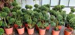 Buxus bonsai ,meerstammig , pon-pon, Volle zon, Ophalen, Overige soorten, Bloeit niet