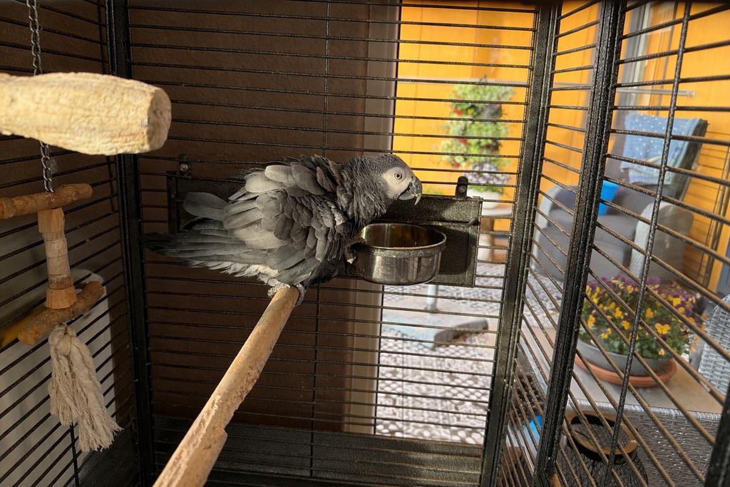 Grijze roodstaart papegaai, Dieren en Toebehoren, Vogels | Parkieten en Papegaaien, Geslacht onbekend, Papegaai, Pratend