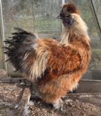 Zijdehoen, Dieren en Toebehoren, Pluimvee, Mannelijk, Kip