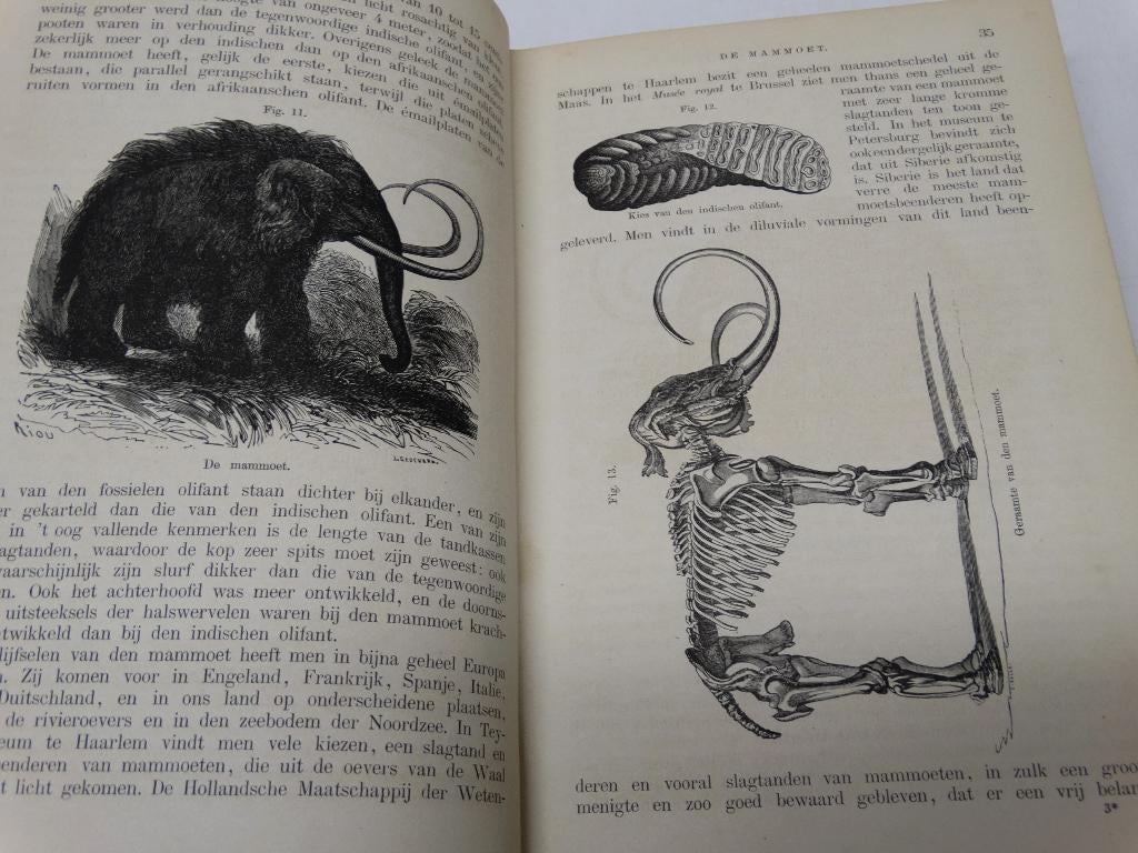 De Mensch voor de Geschiedenis zeldzaam oud antiek boek, Antiek en Kunst, Antiek | Boeken en Bijbels, Ophalen of Verzenden, Winkler