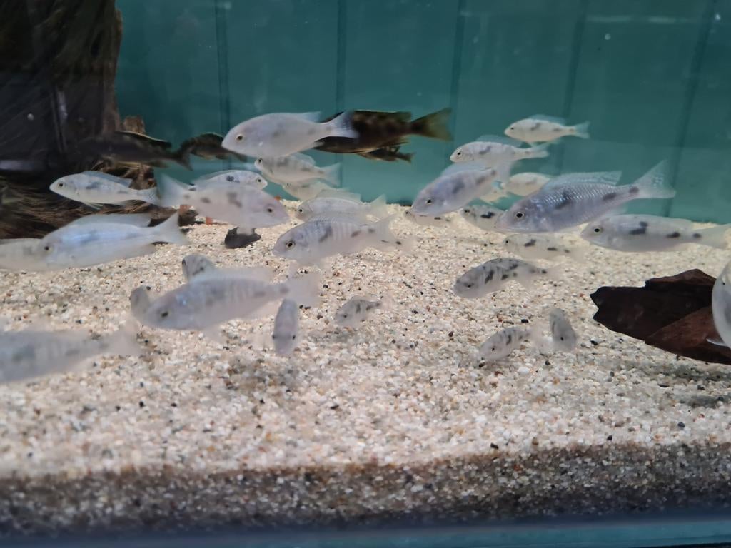 Cyrtocara Moorii Malawi Cichliden, Dolfijn Cichliden