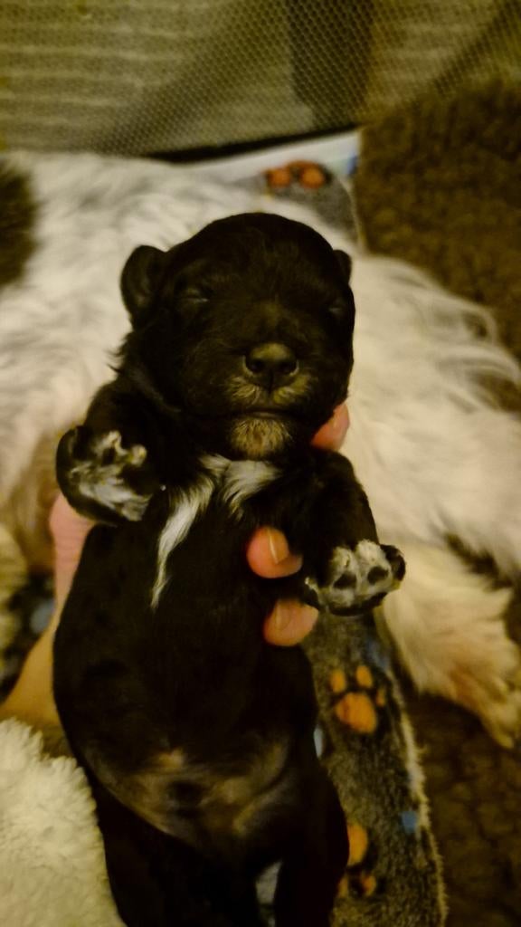 BOOMPOO REUTJE, Reu, 8 tot 15 weken, Eén hond, Klein