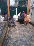 Cochin kippen, Dieren en Toebehoren, Pluimvee, Meerdere dieren, Kip