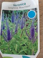 Veronica vaste plant, Ophalen, Volle zon