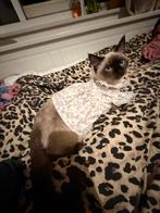 Katte/kitten kleren, Ophalen of Verzenden