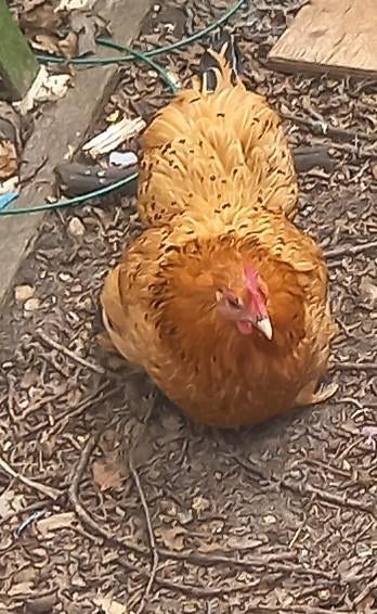 mooi bruin krielhennetje met veren aan de poten, Dieren en Toebehoren, Pluimvee, Vrouwelijk, Kip