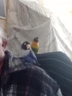 Agapornis vogel, Dieren en Toebehoren, Vogels | Parkieten en Papegaaien, Geslacht onbekend, Dwergpapegaai of Agapornis, Pratend