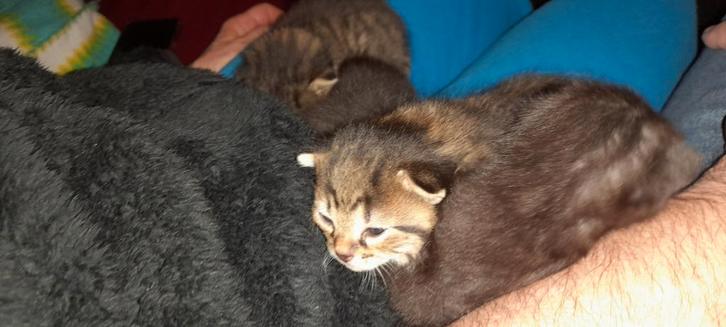 Zeer lieve schoot kittens, Dieren en Toebehoren, Katten en Kittens | Raskatten | Korthaar