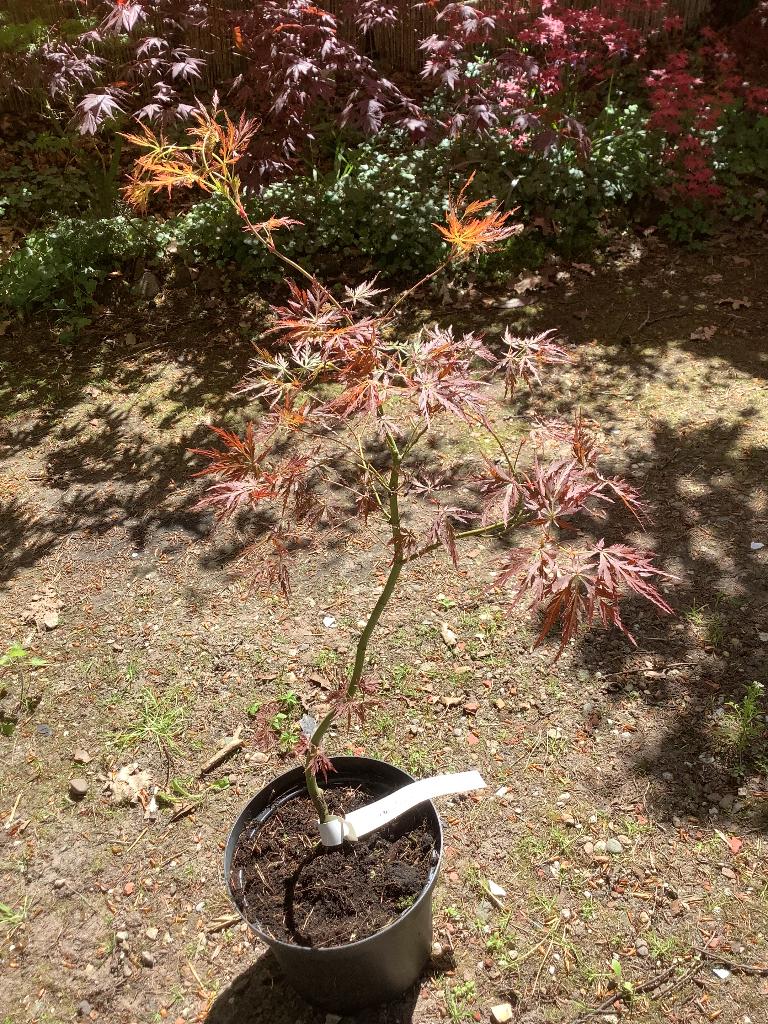 Japanse esdoorn, Tuin en Terras, Planten | Bomen, Ophalen, Bloeit niet, Halfschaduw, Overige soorten