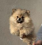 Pomeriaan pups!, Dieren en Toebehoren, Keeshond, 8 tot 15 weken, Parvo, Meerdere
