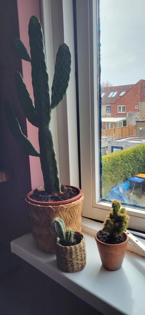 3 cactus planten inclusief potten - gratis af te halen, Ophalen, 100 tot 150 cm, In pot, Cactus