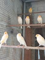 Kanaries te koop., Mannelijk, Kleurkanarie