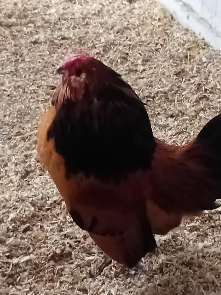Broedeieren Antwerpse baardkriel, Dieren en Toebehoren, Pluimvee, Geslacht onbekend, Kip
