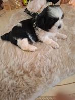 Raszuivere shih tzu pups moeder stamboom, Dieren en Toebehoren, HCC (leverziekte), Overige rassen, 8 tot 15 weken, Meerdere