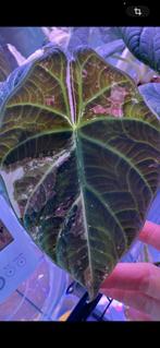 Alocasia Maharani Albo corms knolletjes, Ophalen of Verzenden, Halfschaduw, Minder dan 100 cm