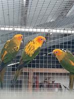 Zonparkieten, Mannelijk, Papegaai