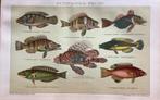 Mooie chromolitho litho vissen 19e eeuw., Verzenden