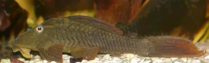 L-Nummers: L137 Hypostomus soniae, Dieren en Toebehoren, Vissen | Aquariumvissen, Zoetwatervis, Vis