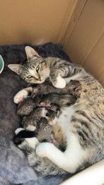 5 mooie kittens te koop, mogen half juli het nest verlaten