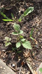 Framboos, Tuin en Terras, Vaste plant, Ophalen of Verzenden, Halfschaduw, Fruitplanten