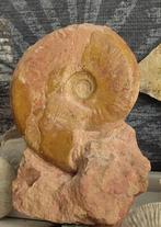 Ammoniet: Leioceras opalinum, Verzamelen, Mineralen en Fossielen, Ophalen of Verzenden, Fossiel