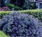 Ceanothus Impressus Victoria, Tuin en Terras, Ophalen of Verzenden, Overige soorten, Struik, Minder dan 100 cm
