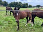 Weide met schuilstal om te pachten Lichtenvoorde – Eibergen, Dieren en Toebehoren, Opfok, 2 of 3 paarden of pony's