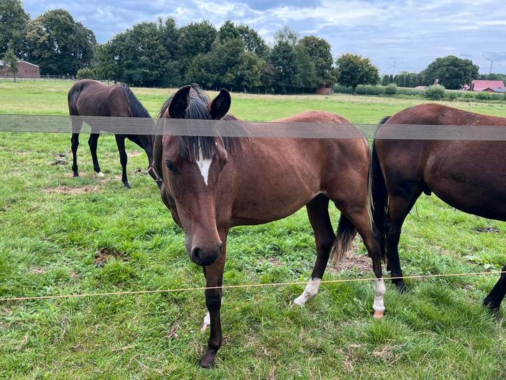 Weide met schuilstal om te pachten Lichtenvoorde – Eibergen, Dieren en Toebehoren, Stalling en Weidegang, Opfok, 2 of 3 paarden of pony's