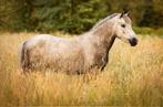 Hele lieve 3,5 jarige welsh pony, Dieren en Toebehoren, Pony's, Merrie, Gechipt, Zadelmak, 3 tot 6 jaar
