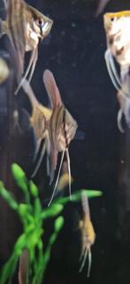 Jonge Silver maanvissen, Dieren en Toebehoren