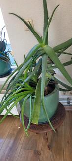 Te koop aangeboden aloevera plant, Huis en Inrichting, Ophalen of Verzenden, Overige soorten, Minder dan 100 cm