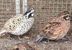 Verginische boomkwartel, Meerdere dieren, Eend