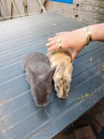 Mooi konijn, Dieren en Toebehoren, Konijnen