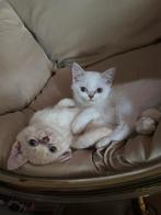 Poes kitten 3/4 sphynx 1/4 Perzisch, Ophalen