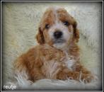 Maltipoo pups, Nederland, Overige rassen, 8 tot 15 weken, CDV (hondenziekte)