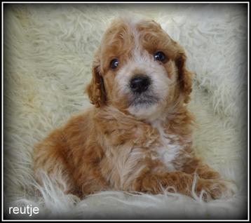 Maltipoo pups beschikbaar voor biedingen