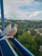 Koppel meeuwen en 1 jonge duif, Dieren en Toebehoren, Vogels | Duiven, Meerdere dieren, Overige soorten