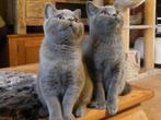 Britse korthaar kittens met stamboom en kruisingen, Dieren en Toebehoren, Katten en Kittens | Raskatten | Korthaar, Meerdere dieren