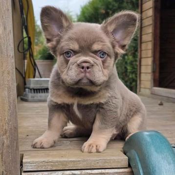 Frans bulldog pupje  (teefje) beschikbaar voor biedingen