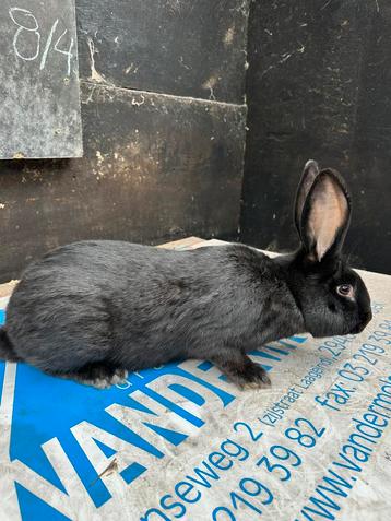 Zwarte ram te koop beschikbaar voor biedingen